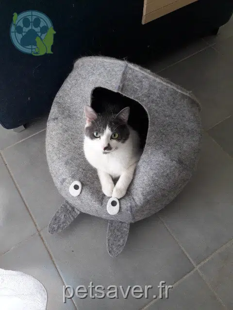 chat reunited    Grenoble Loki