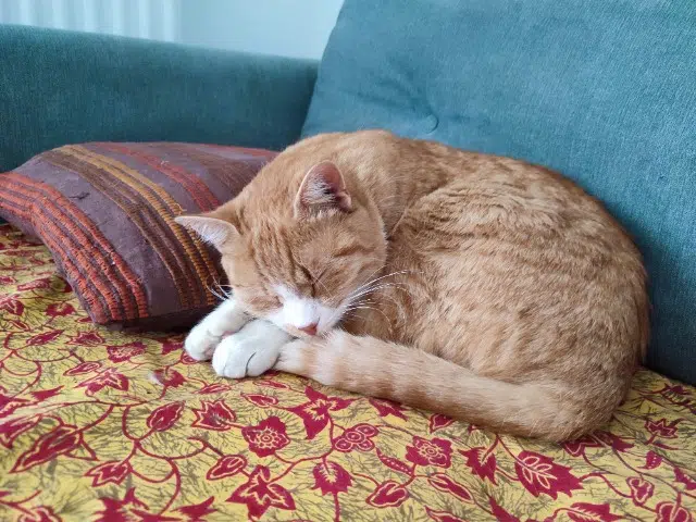 chat reunited    Grenoble Pepino