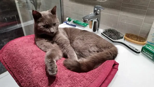 chat reunited    Grenoble Pito