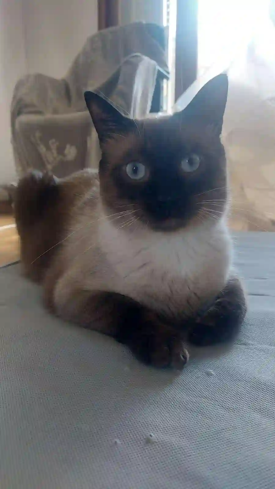 Chat Trouvé 38 Isère Grenoble - Thymus Chat Trouvé 38 Isère Grenoble - Thymus