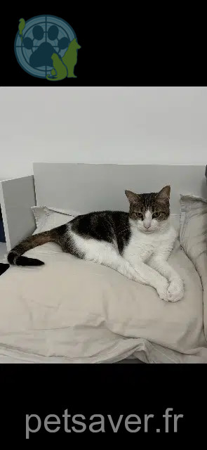 chat reunited   38680 Pont-en-Royans Gribouille
