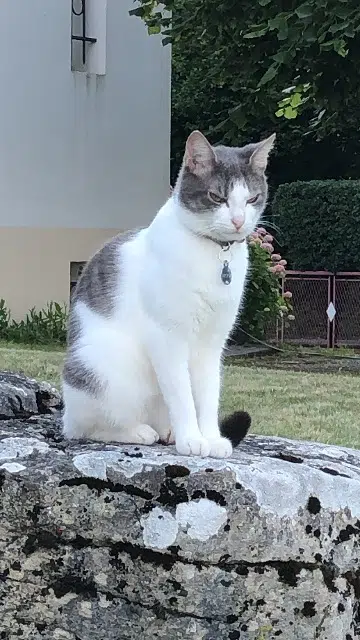chat reunited   38380 Miribel-les-Échelles Hector