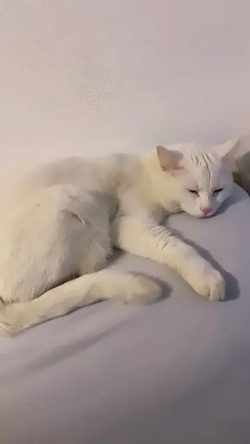 chat reunited   38290 La Verpillière Hope