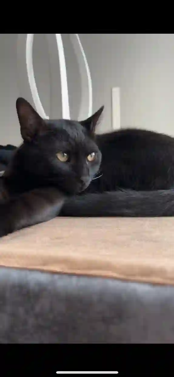 Chat Trouvé 38 Isère - Jiji Chat Trouvé 38 Isère - Jiji