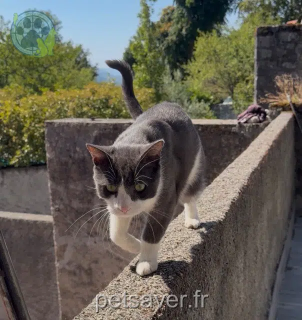 chat reunited 38330 Biviers Jump