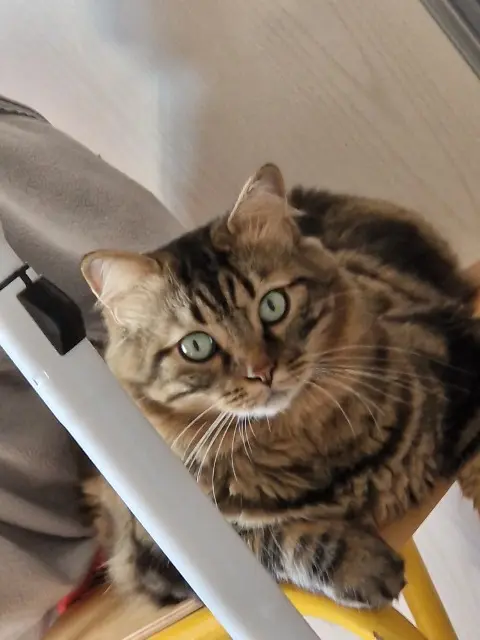 chat reunited   38230 Chavanoz Kiumi
