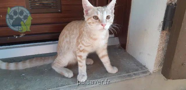 chat reunited 38600 Fontaine Kyo