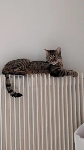 chat reunited    La Sure en Chartreuse Rajah