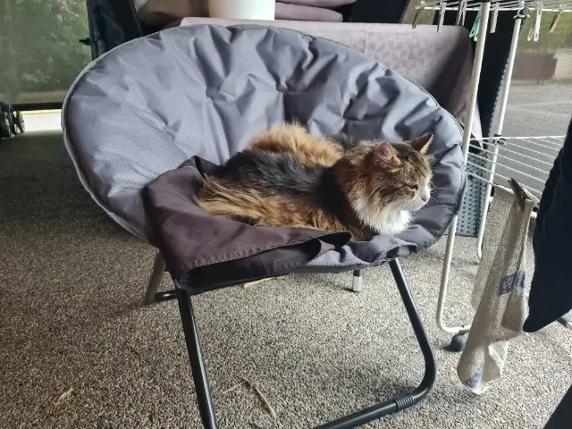 chat reunited   38630 Les Avenières Veyrins-Thuellin Chmicha