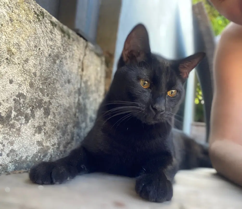 Chat Perdu 38 Isère - Lucky Chat Perdu 38 Isère - Lucky