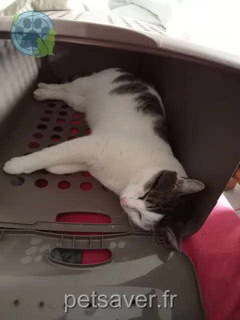 chat reunited   38300 Châteauvilain Milou