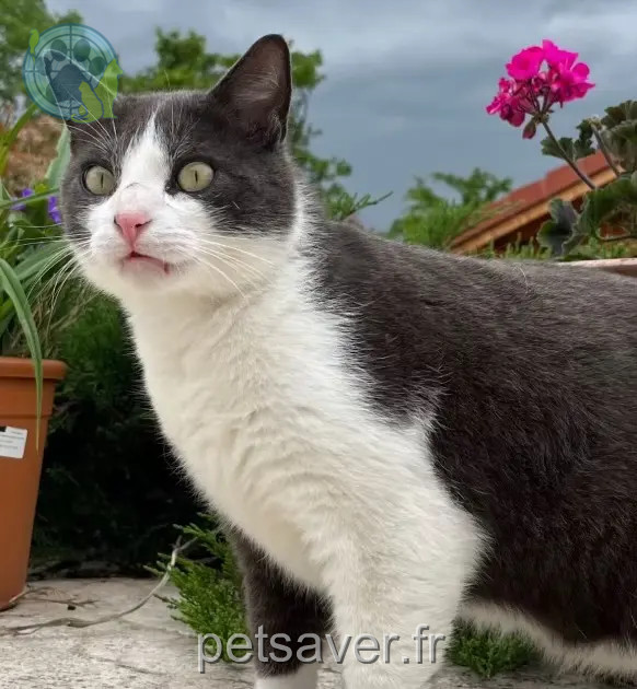 cat reunited 38840 Saint-Bonnet-de-Chavagne Nilo