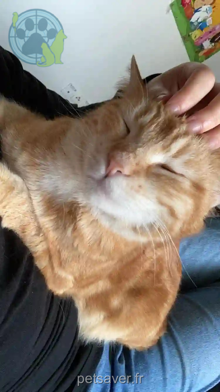 Chat Perdu 38 Isère - Nova Chat Perdu 38 Isère - Nova