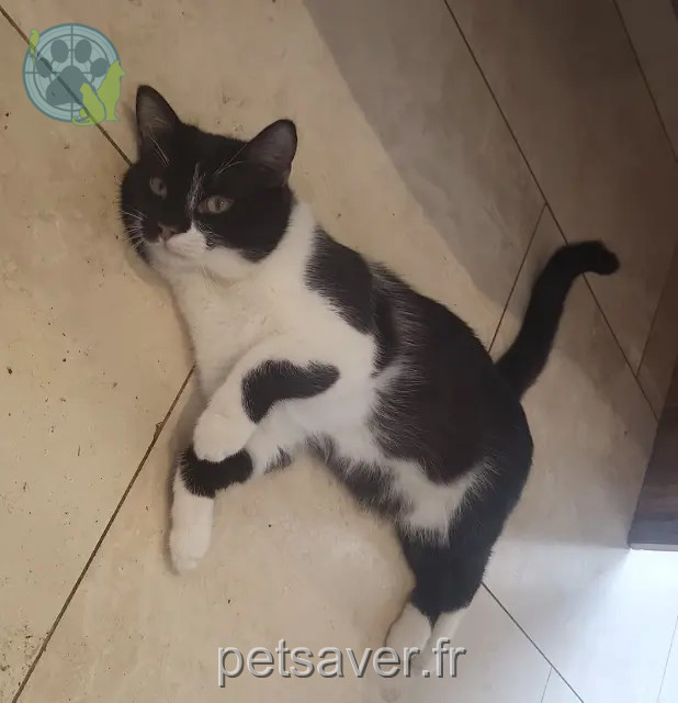 gatto reunited 38410 Saint-Martin-d'Uriage ONYX