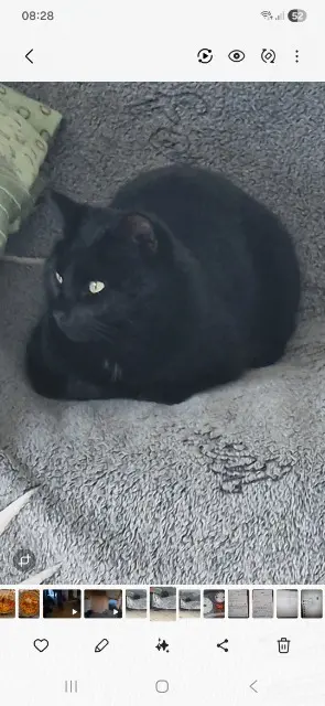 chat reunited   38590 Sillans Pablo