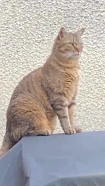 chat reunited   38090 Villefontaine Pako