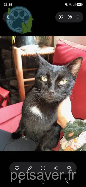 chat reunited 38410 Saint-Martin-d'Uriage Peter