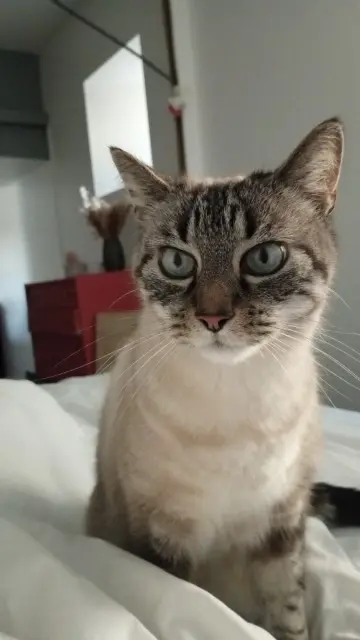 chat reunited   38121 Chonas-l'Amballan Pilou