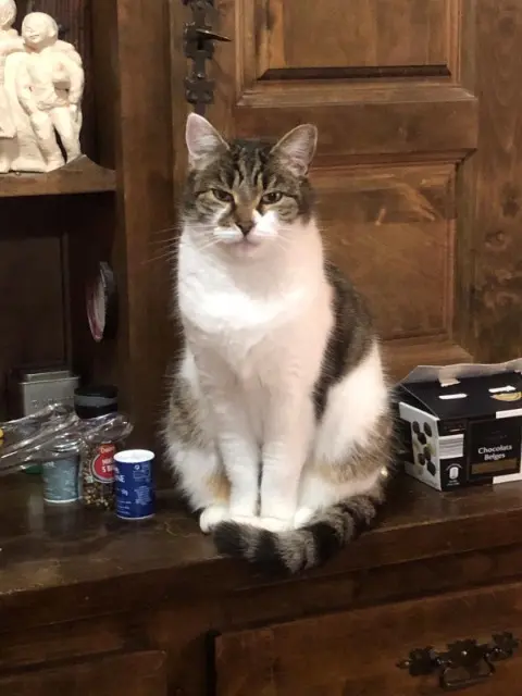 chat reunited   38300 Les Éparres Pitou