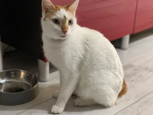 chat reunited   38430 Saint-Jean-de-Moirans Pixel