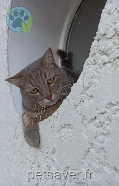 chat reunited   38190 Bernin Plagg