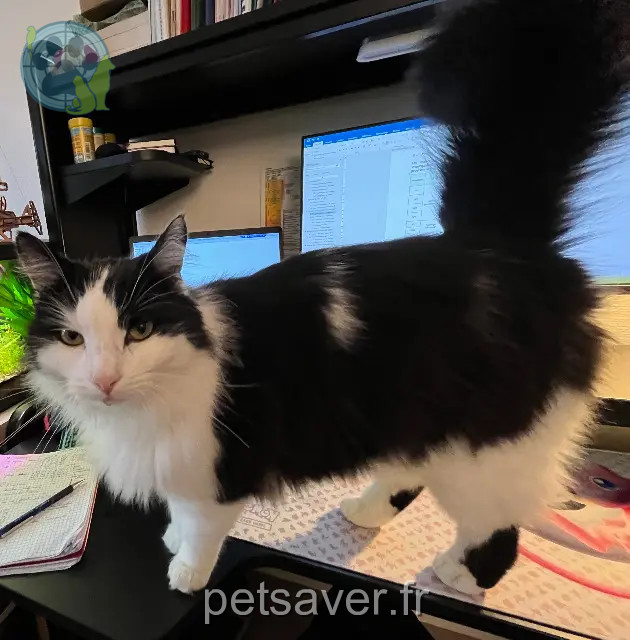 gatto reunited 38340 Voreppe Rayleigh