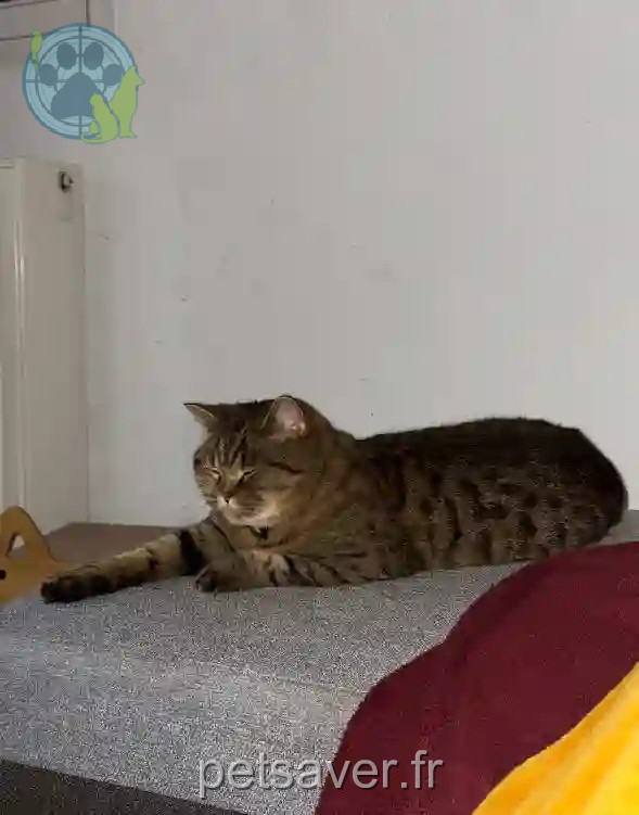 Chat Perdu 38 Isère - Rio Chat Perdu 38 Isère - Rio