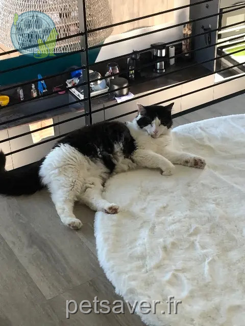 gato reunited 38690 Châbons Roxy