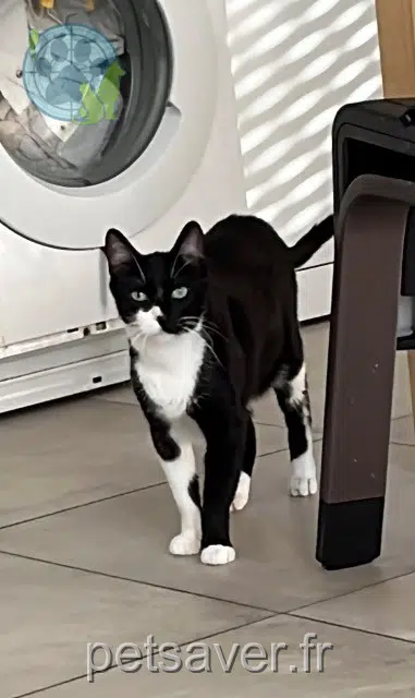 chat reunited 38240 Meylan Samy