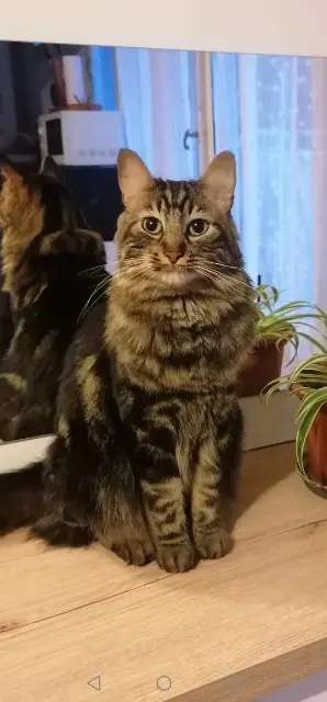 chat reunited   38120 Saint-Égrève Simba