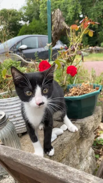 chat reunited   38540 Heyrieux Sisley