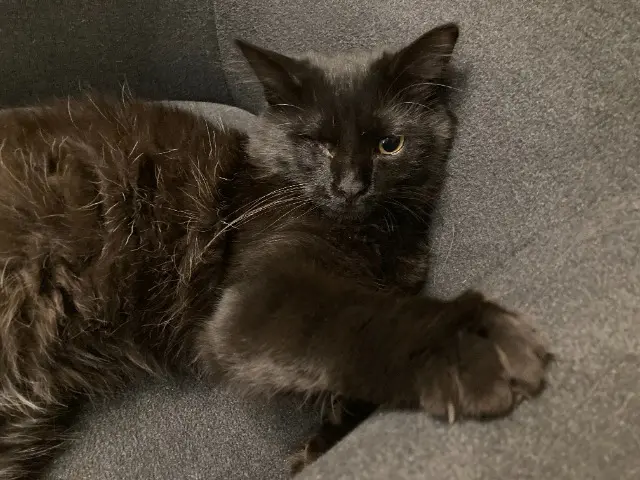 chat reunited   38460 Villemoirieu SMOKY