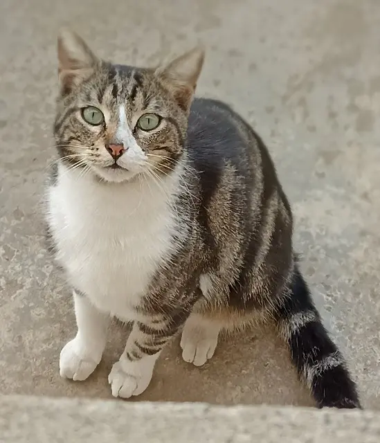 chat reunited   38550 Le Péage-de-Roussillon Snappy