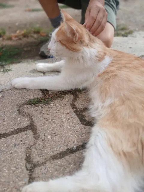 chat reunited   38150 Bougé-Chambalud Sushi