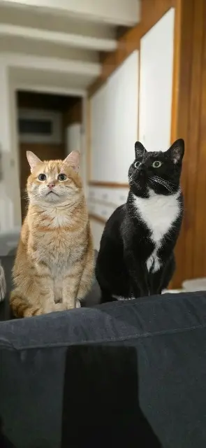 chat reunited   38220 Saint-Barthélemy-de-Séchilienne Tao