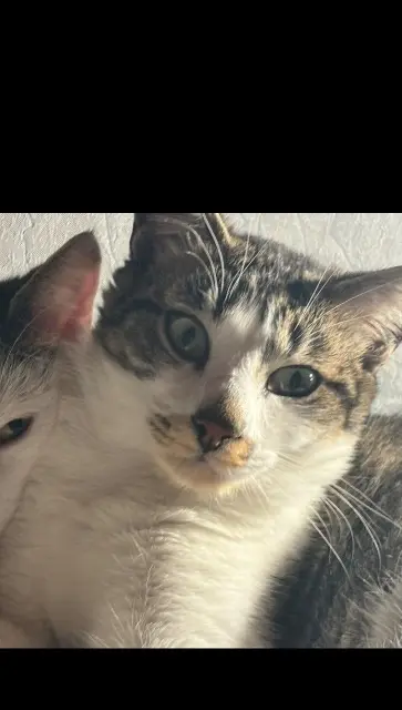 chat reunited   38110 Rochetoirin Tiger