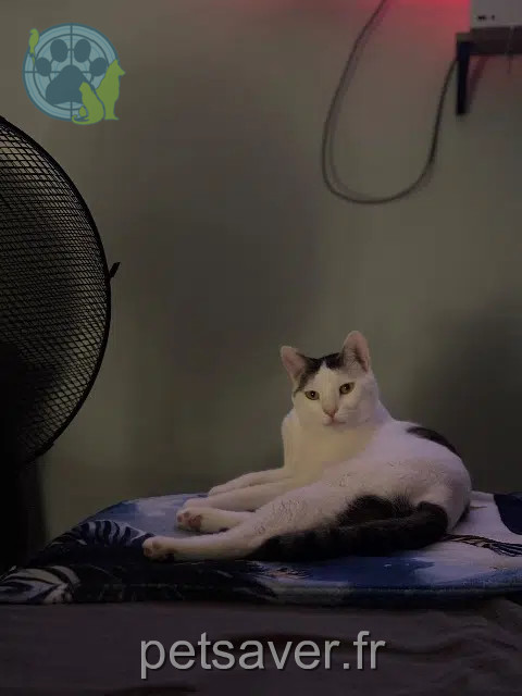 gato reunited   38230 Tignieu-Jameyzieu Albus