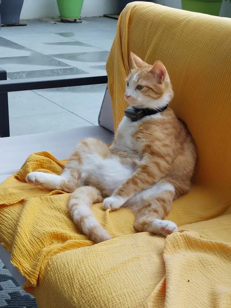 Chat Perdu 38 Isère - Tomy Chat Perdu 38 Isère - Tomy