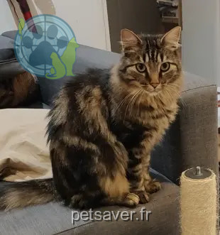 Chat Perdu 38 Isère - Touille Chat Perdu 38 Isère - Touille