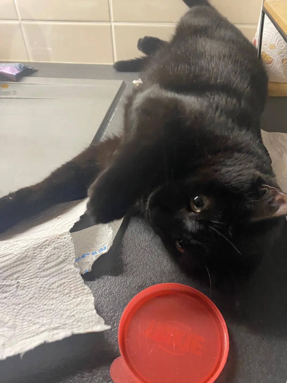 Chat Perdu 38 Isère Chat Perdu 38 Isère
