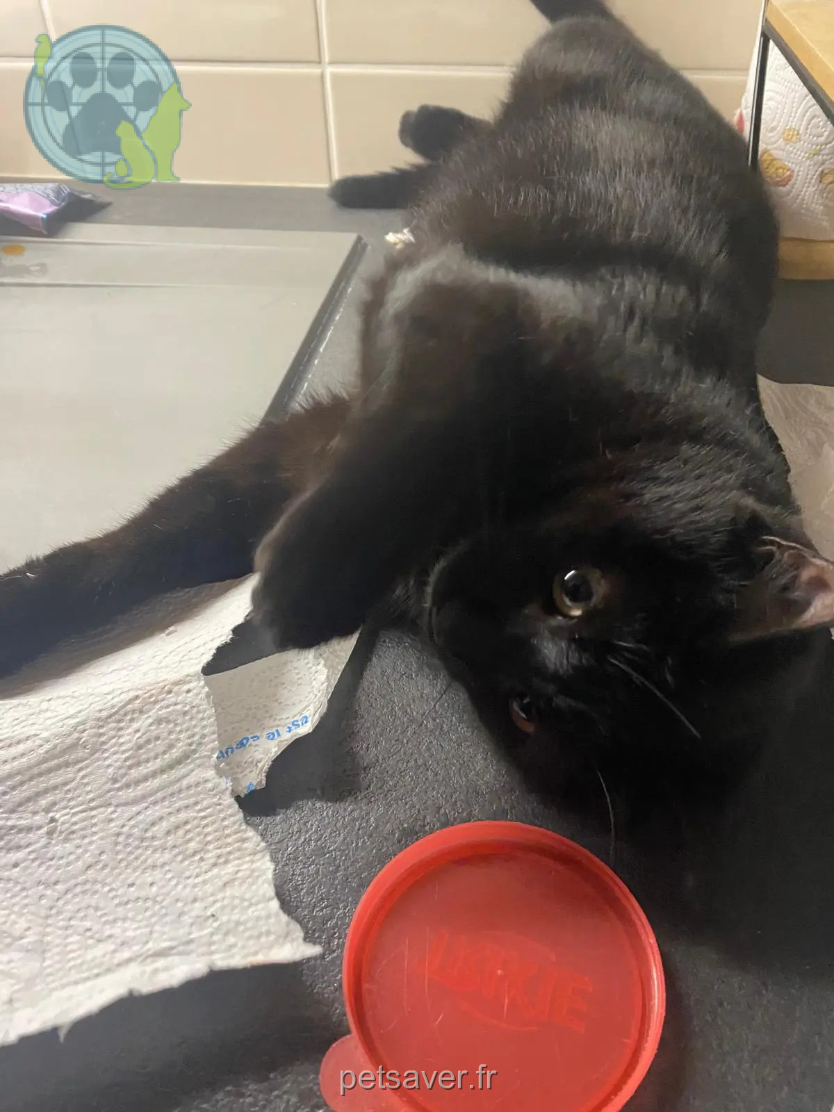 Chat Perdu 38 Isère Chat Perdu 38 Isère