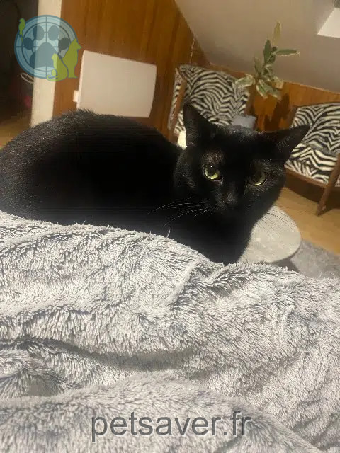 gato reunited   38380 Saint-Laurent-du-Pont Ulysse
