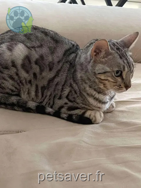 chat reunited   38180 Seyssins Urus