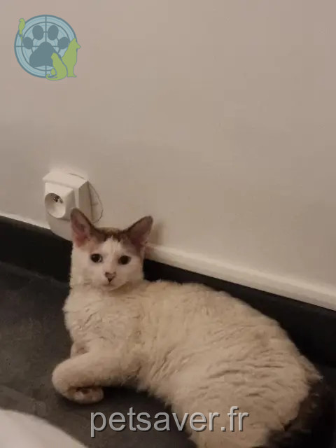 chat reunited   38400 Saint-Martin-d'Hères Usyk