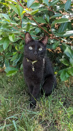 Chat Perdu 38 Isère - Vador Chat Perdu 38 Isère - Vador