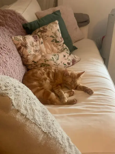 chat reunited   38840 Saint-Hilaire-du-Rosier Vauban