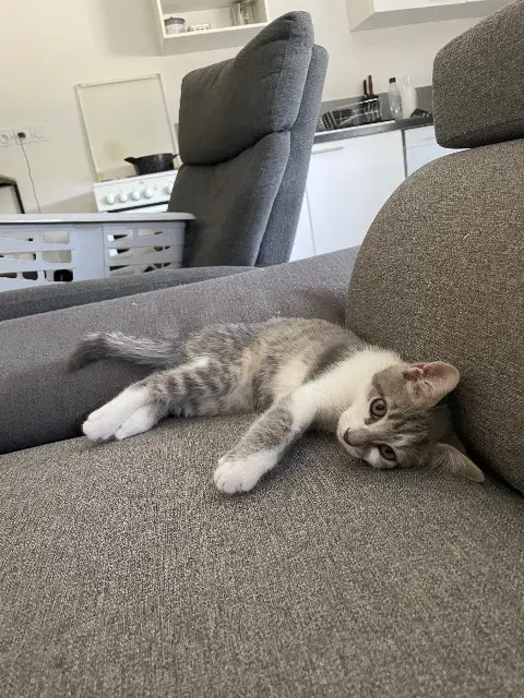 cat reunited   38150 Sonnay Vegas