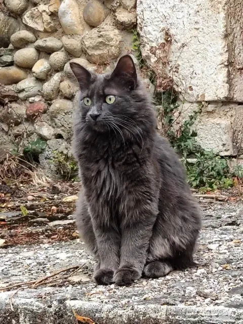 chat reunited   38470 Têche Victor