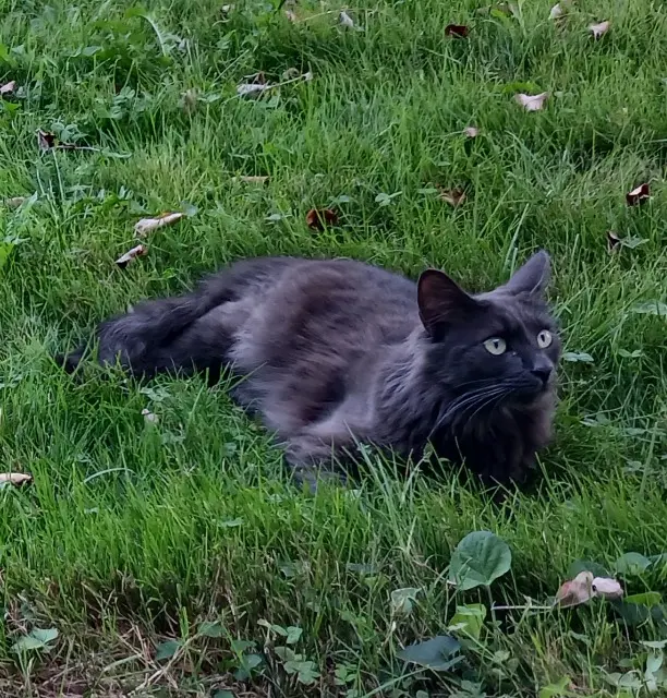 chat reunited   38470 Têche Victor