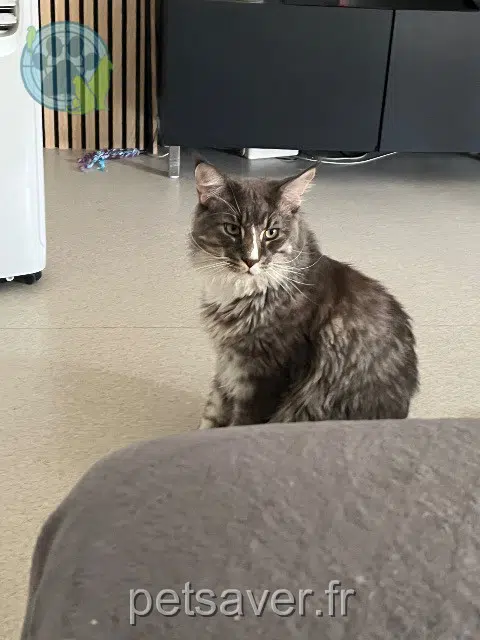 chat reunited 38360 Sassenage Voy